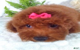 Cavapoo dogs for sale: Raven - Image 10