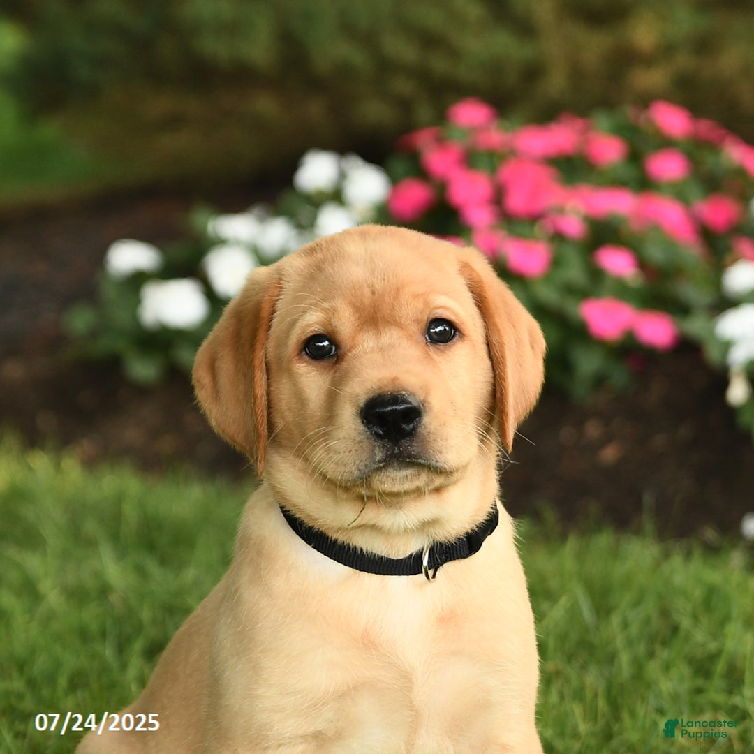 Labrador Retriever dogs for sale: Sailor - Image 3