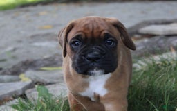 Boxer dogs for sale: River - Image 8
