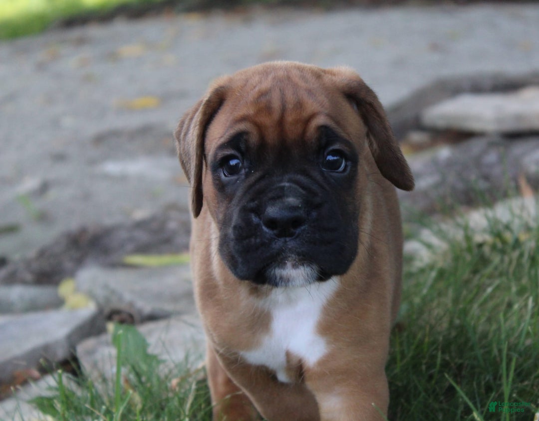 Boxer dogs for sale: River - Image 8