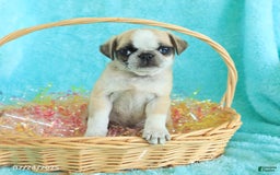 Pug dogs for sale: Paddington - Image 4
