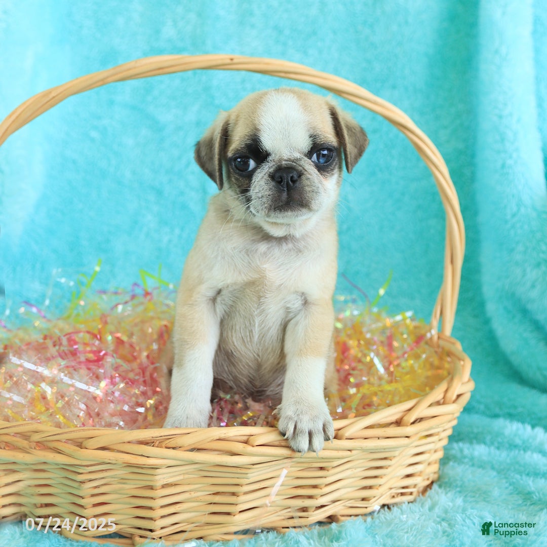 Pug dogs for sale: Paddington - Image 4