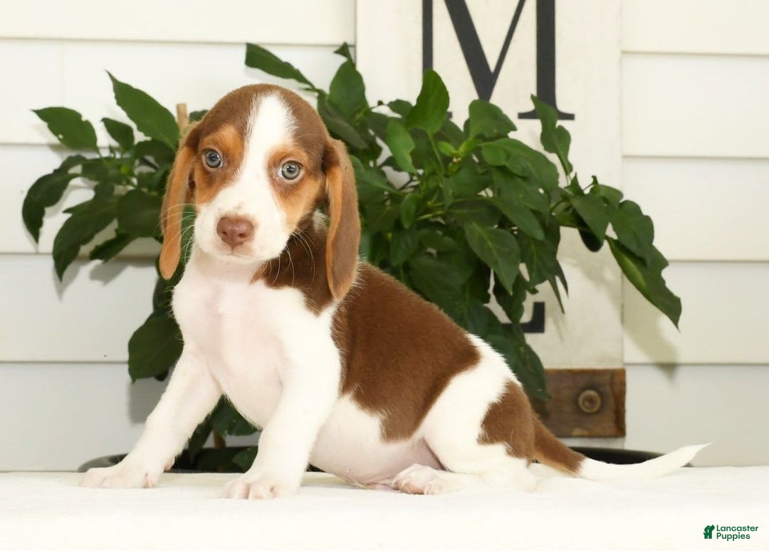 Beagle dogs for sale: Porter - Image 8