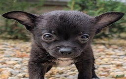 Pomchi dogs for sale: Batty - Image 12