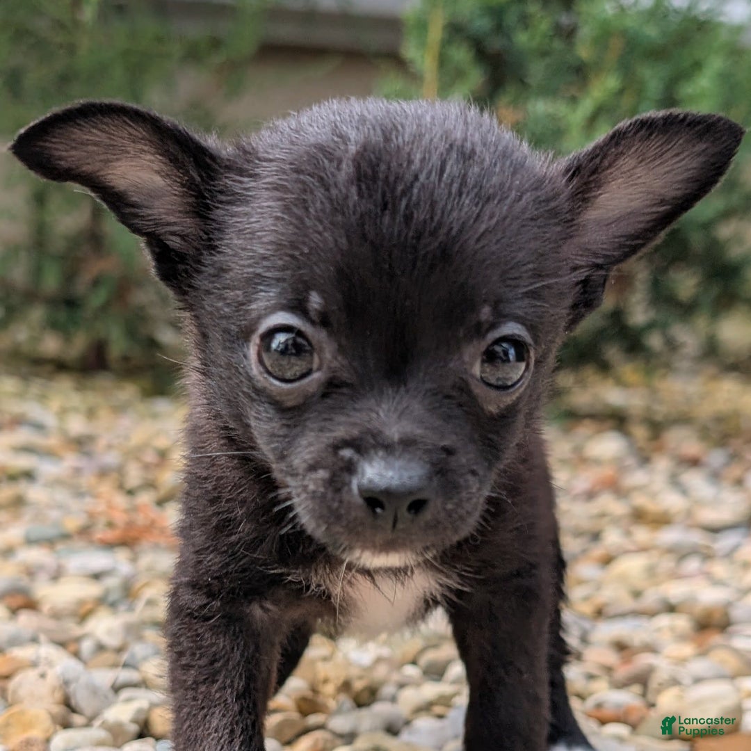 Pomchi dogs for sale: Batty - Image 12