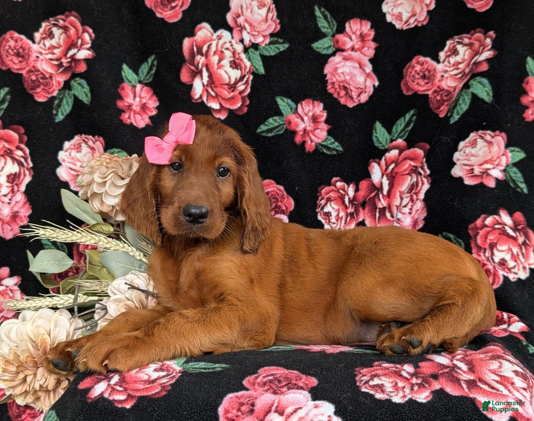 Irish Setter dogs for sale: Izzie - Image 4