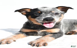 Australian Cattle Dog dogs for sale: Trixie - Image 4