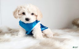 Maltipoo dogs for sale: Cookie - Image 15