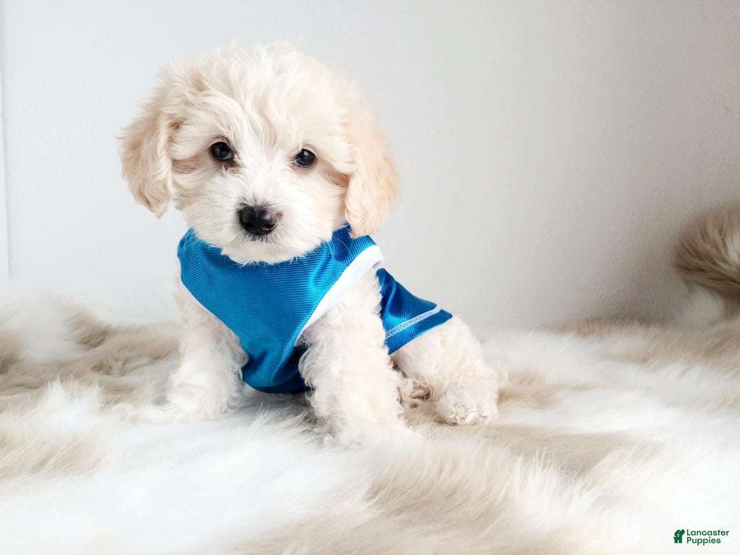 Maltipoo dogs for sale: Cookie - Image 15