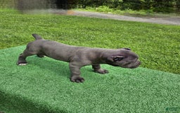 Cane Corso dogs for sale: Mila - Image 7
