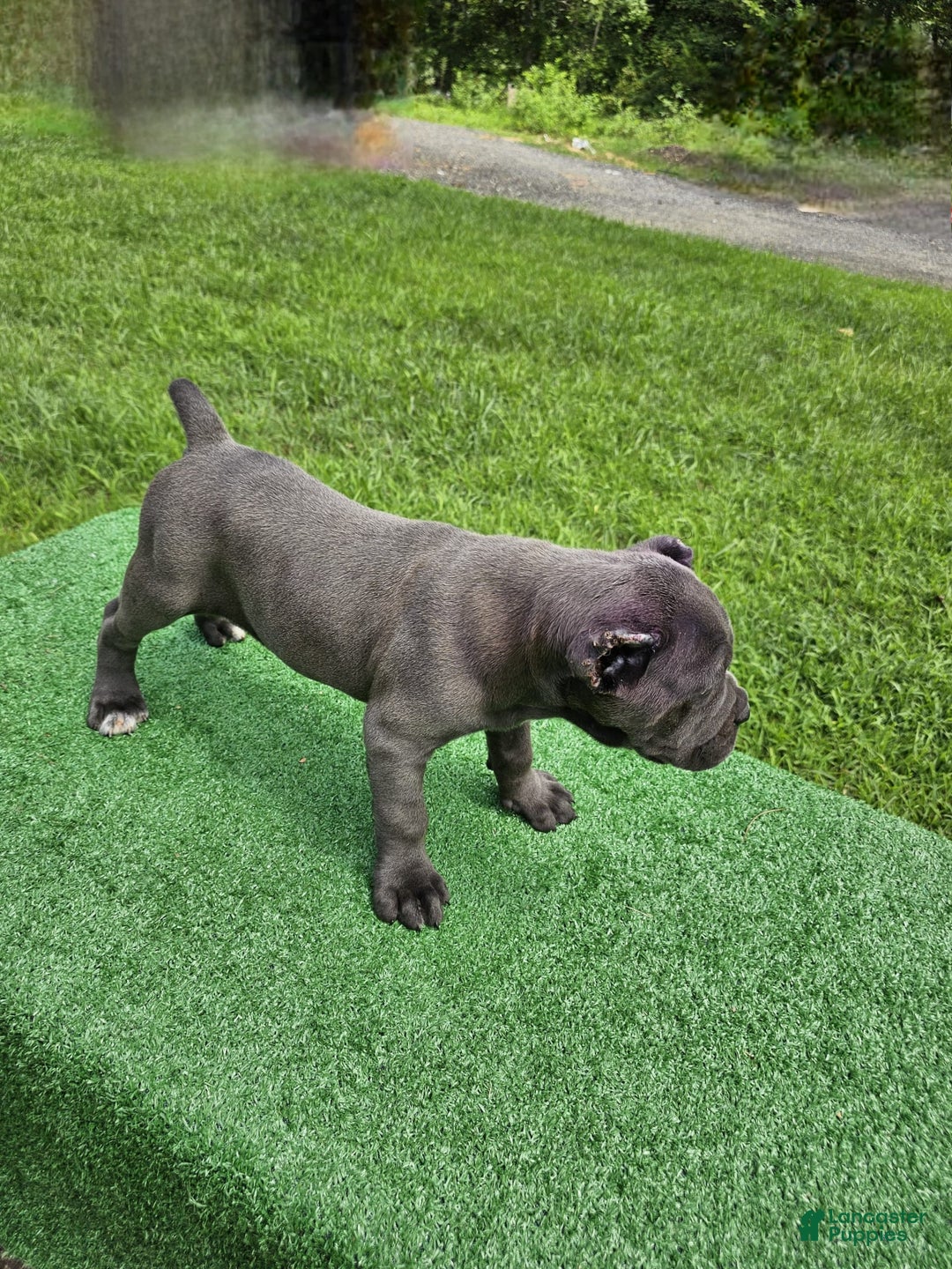 Cane Corso dogs for sale: Mila - Image 7