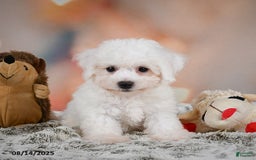Bichon Frise dogs for sale: Benny - Image 5