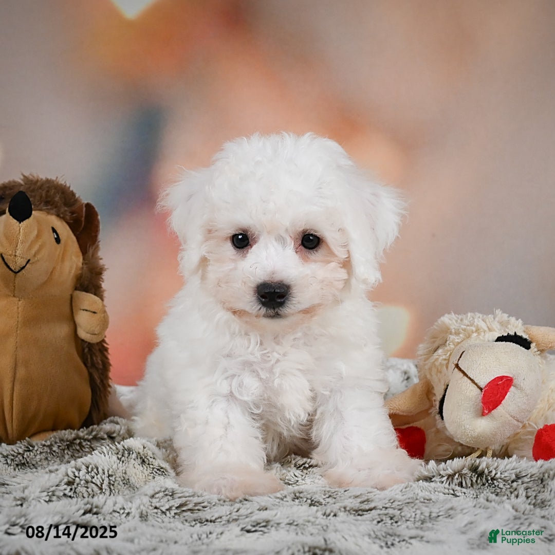 Bichon Frise dogs for sale: Benny - Image 5