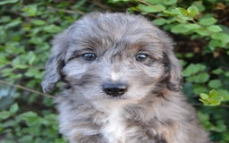 Mini Aussiedoodle dogs for sale: Mini Ava - Image 26