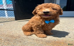  dogs for sale: Mini Goldendoodle 3 puppies - Image 3