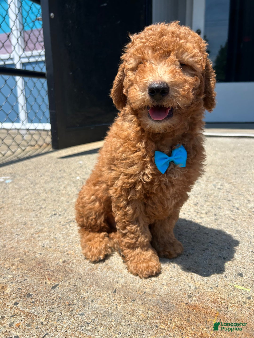  dogs for sale: Mini Goldendoodle 3 puppies - Image 3