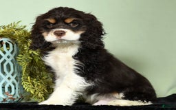 Cocker Spaniel dogs for sale: Gumbo - Image 6