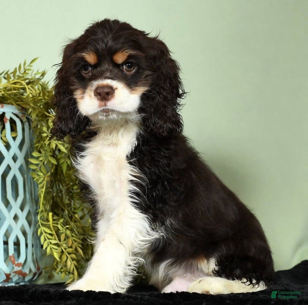 Cocker Spaniel dogs for sale: Gumbo - Image 6
