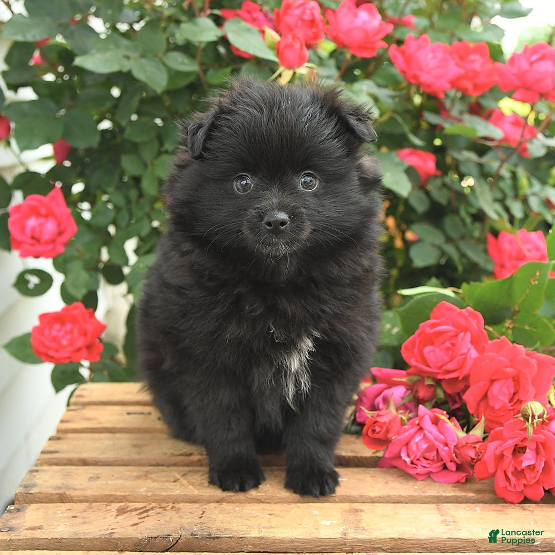 Pomeranian dogs for sale: Jordan - Image 7