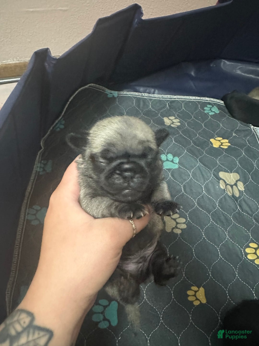 Pug dogs for sale: Potato - Image 5