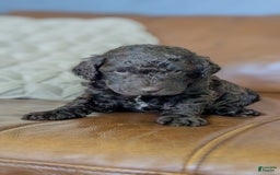 Standard Poodle dogs for sale: Peanut - Image 1
