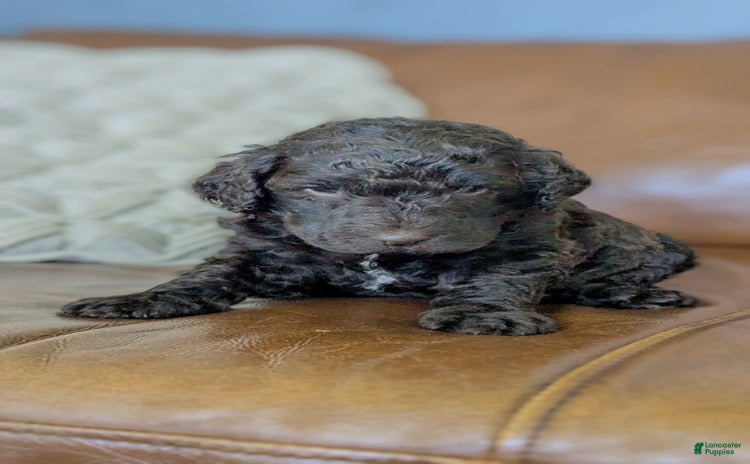 Standard Poodle dogs for sale - Ad 1
