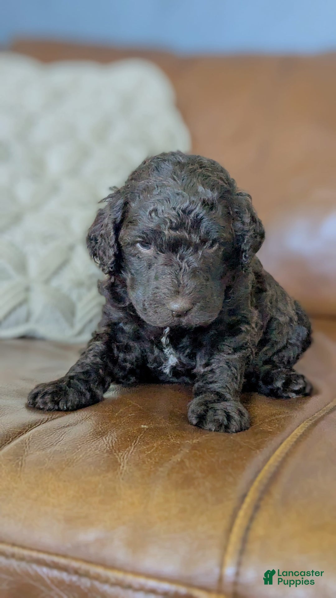 Standard Poodle dogs for sale: Peanut - Image 1