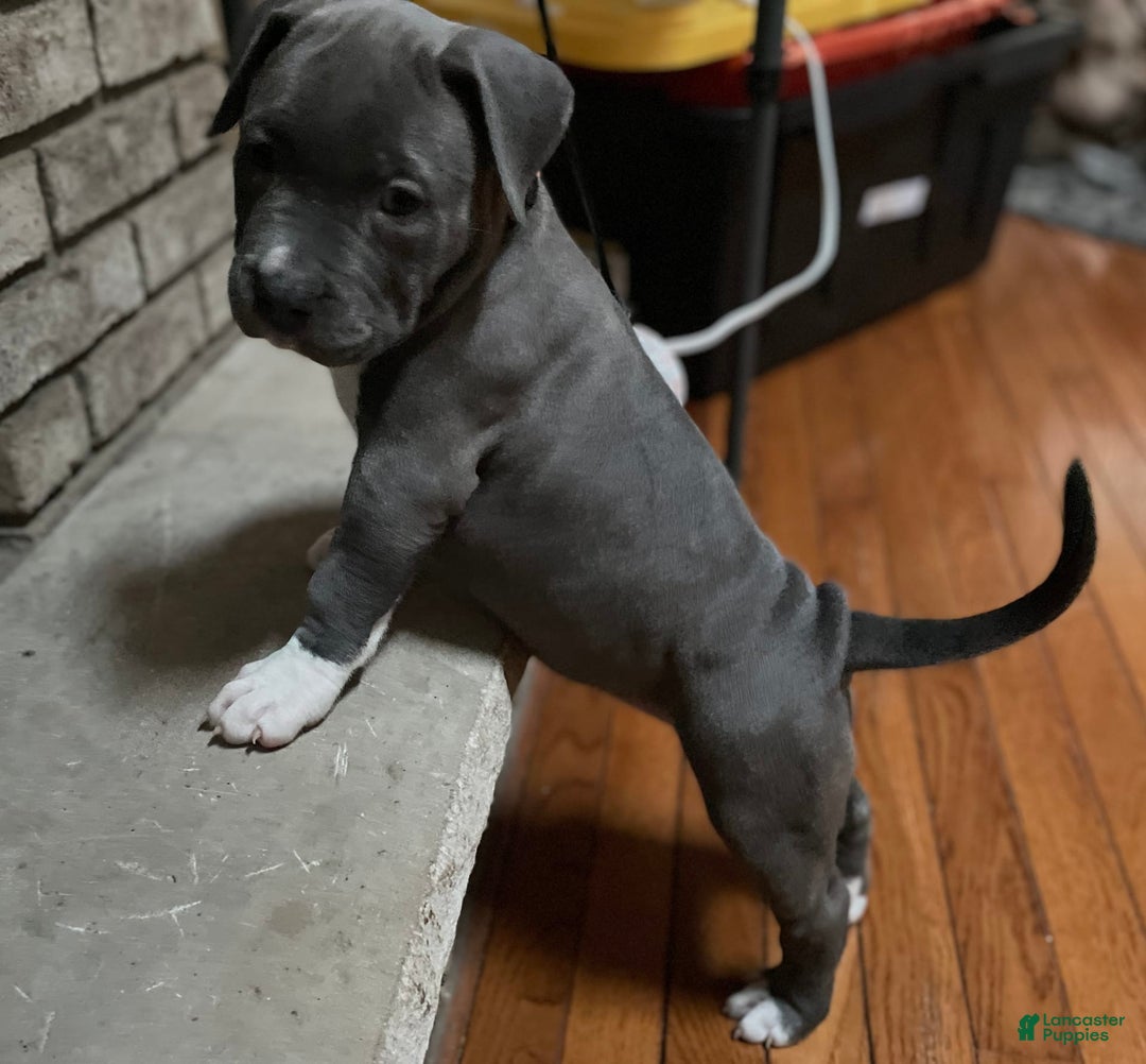 American Bully dogs for sale: Boss Baby - Image 3
