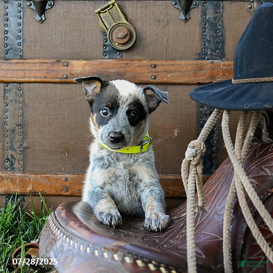 Australian Cattle Dog dogs for sale: Candy - Image 1