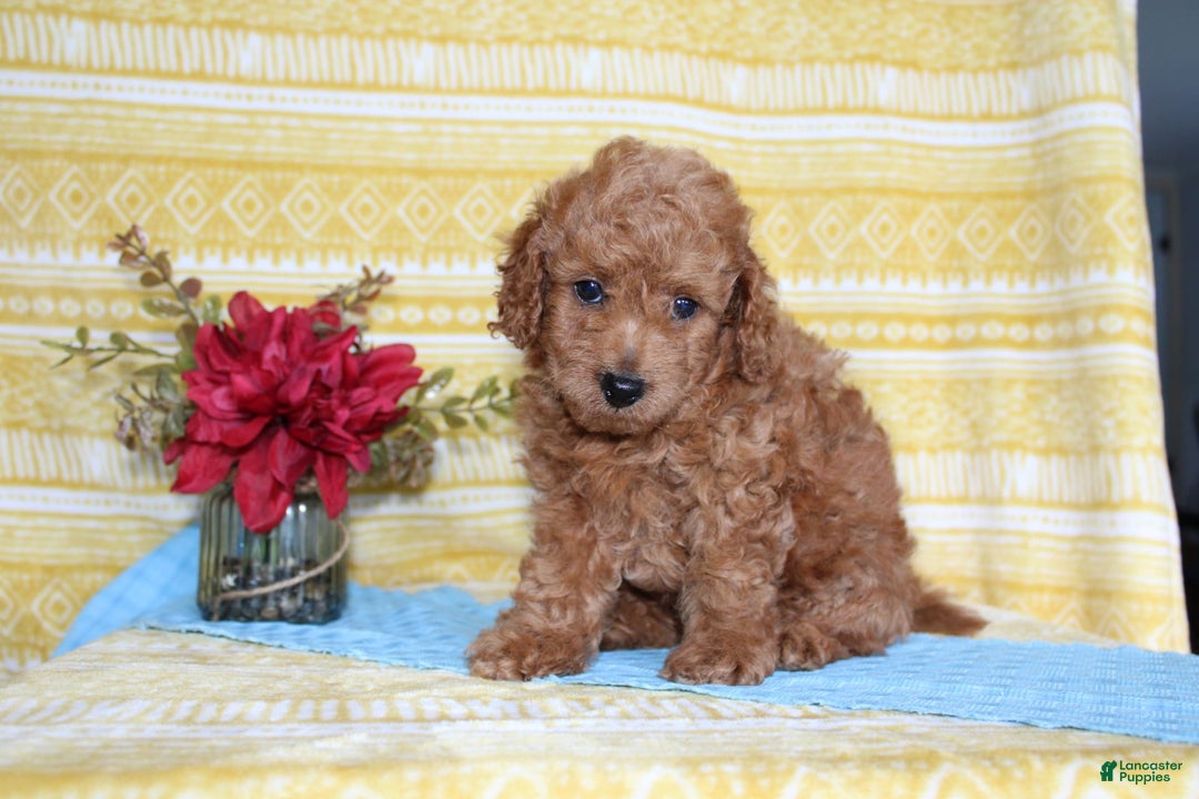 Mini Goldendoodle dogs for sale: Larry - Image 3