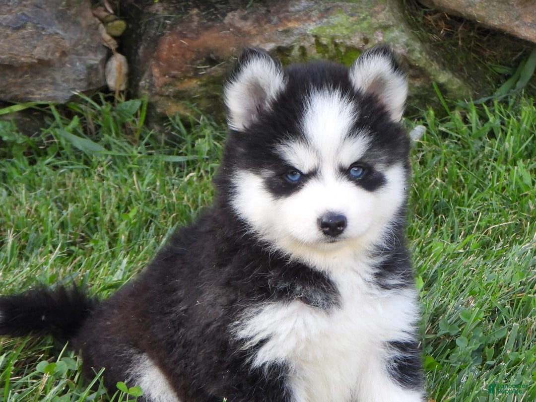 Pomsky dogs for sale: Ashley - Image 3