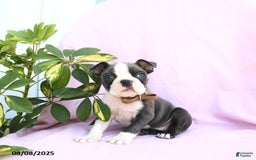 Boston Terrier dogs for sale: Violet - Image 4