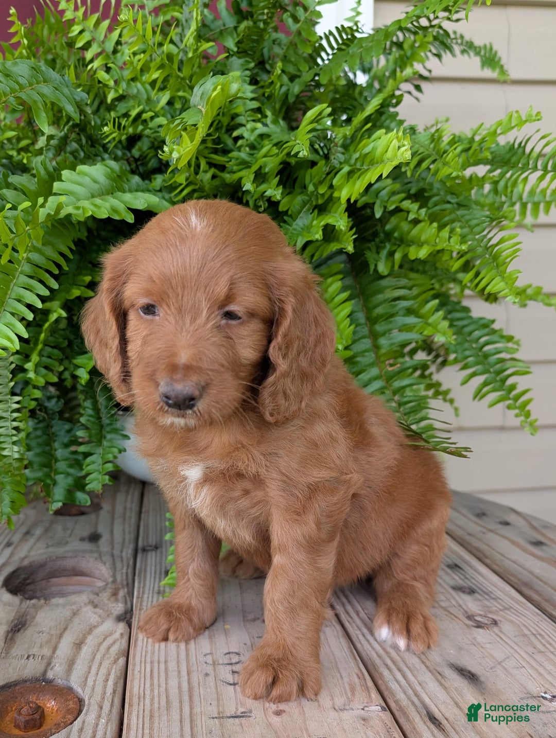 Goldendoodle dogs for sale: Ellie - Image 28