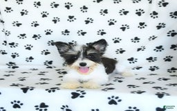 Morkie dogs for sale: Boots - Image 6