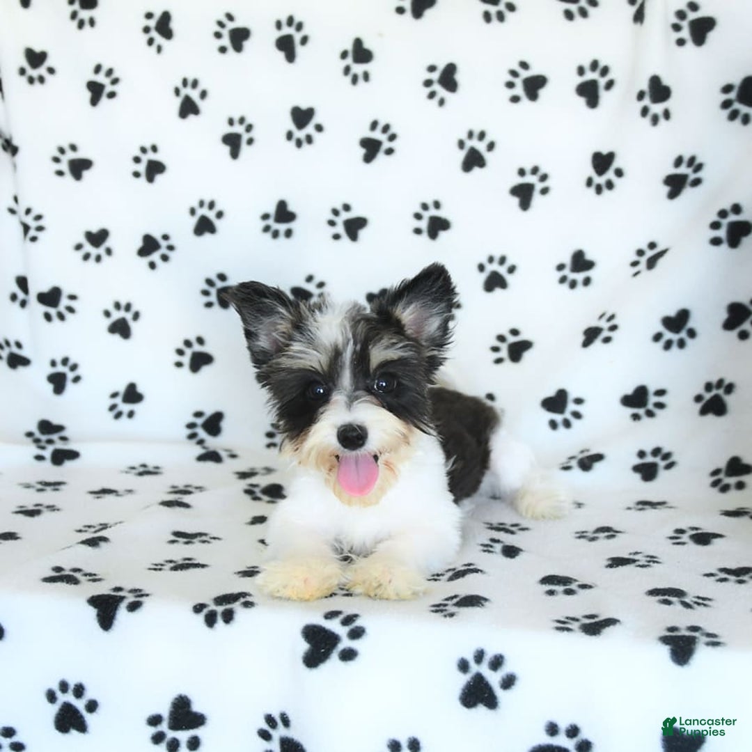 Morkie dogs for sale: Boots - Image 6