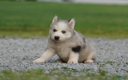 Gerberian Shepsky dogs for sale: Romeo - Image 8