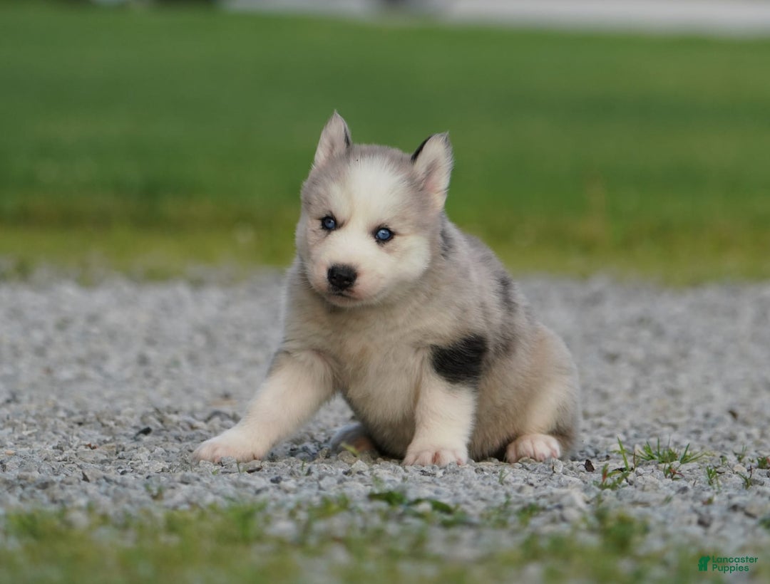 Gerberian Shepsky dogs for sale: Romeo - Image 8