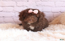 Cockapoo dogs for sale: Barb - Image 14