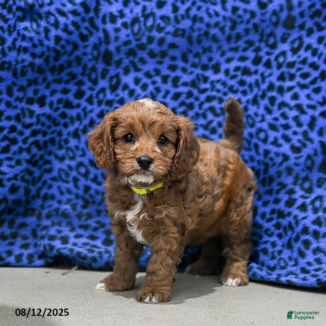 Cavapoo dogs for sale: Buffy - Image 5