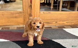 Cavapoo dogs for sale: Perry F1b - Image 5