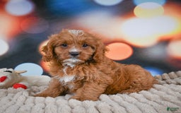 Cavapoo dogs for sale: Elvis - Image 4
