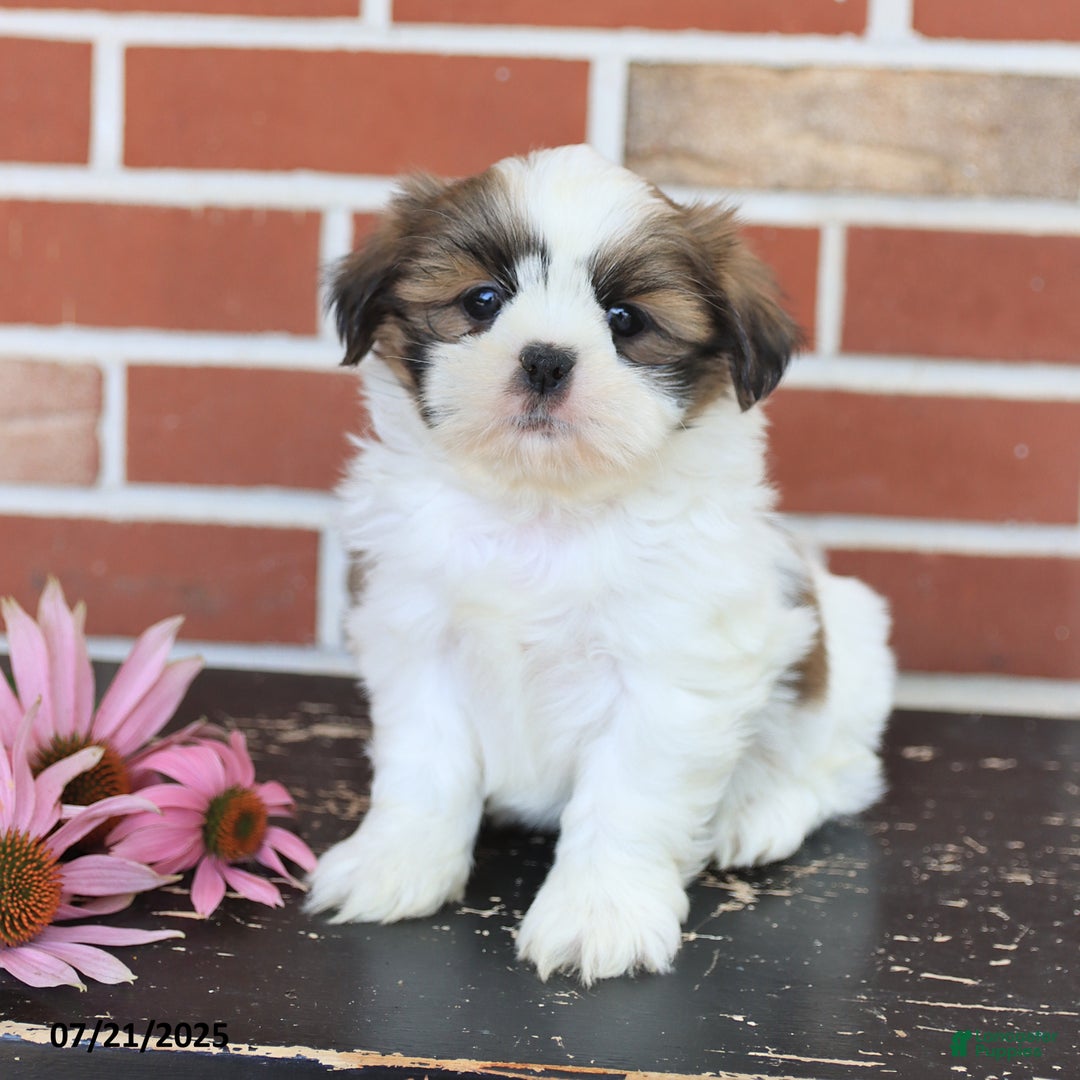 Shih Tzu dogs for sale: Dora - Image 3