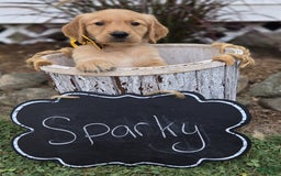 Golden Retriever dogs for sale: Sparky - Image 6