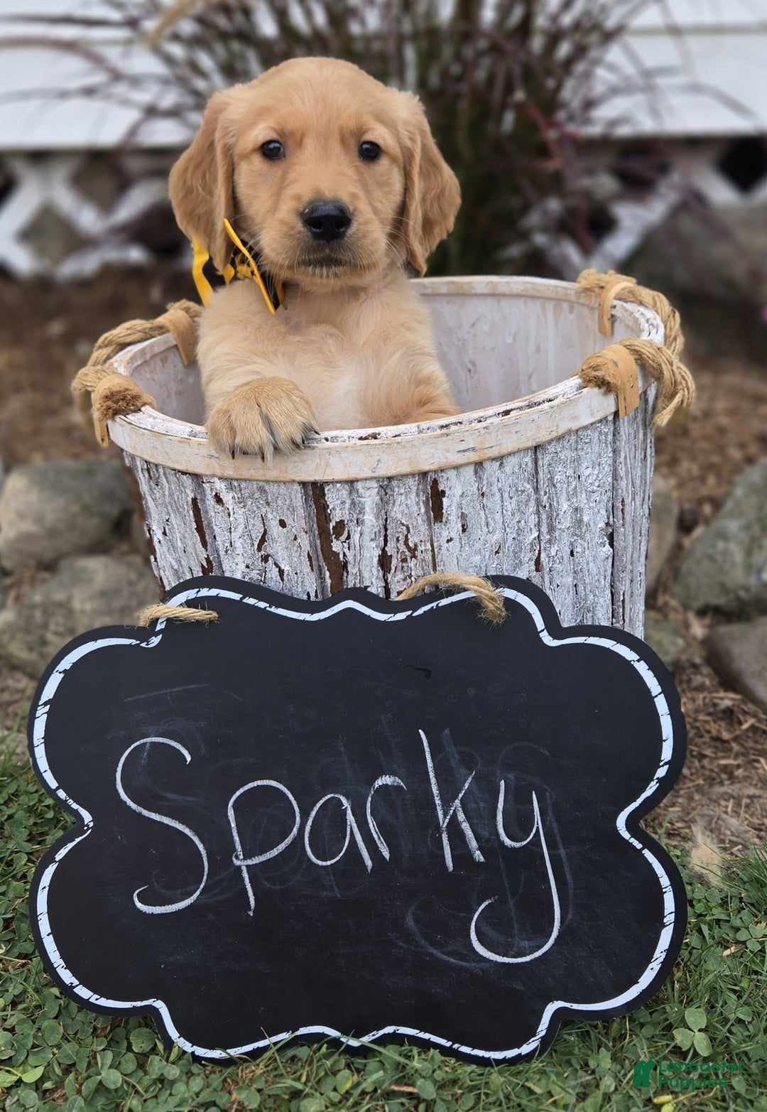 Golden Retriever dogs for sale: Sparky - Image 6
