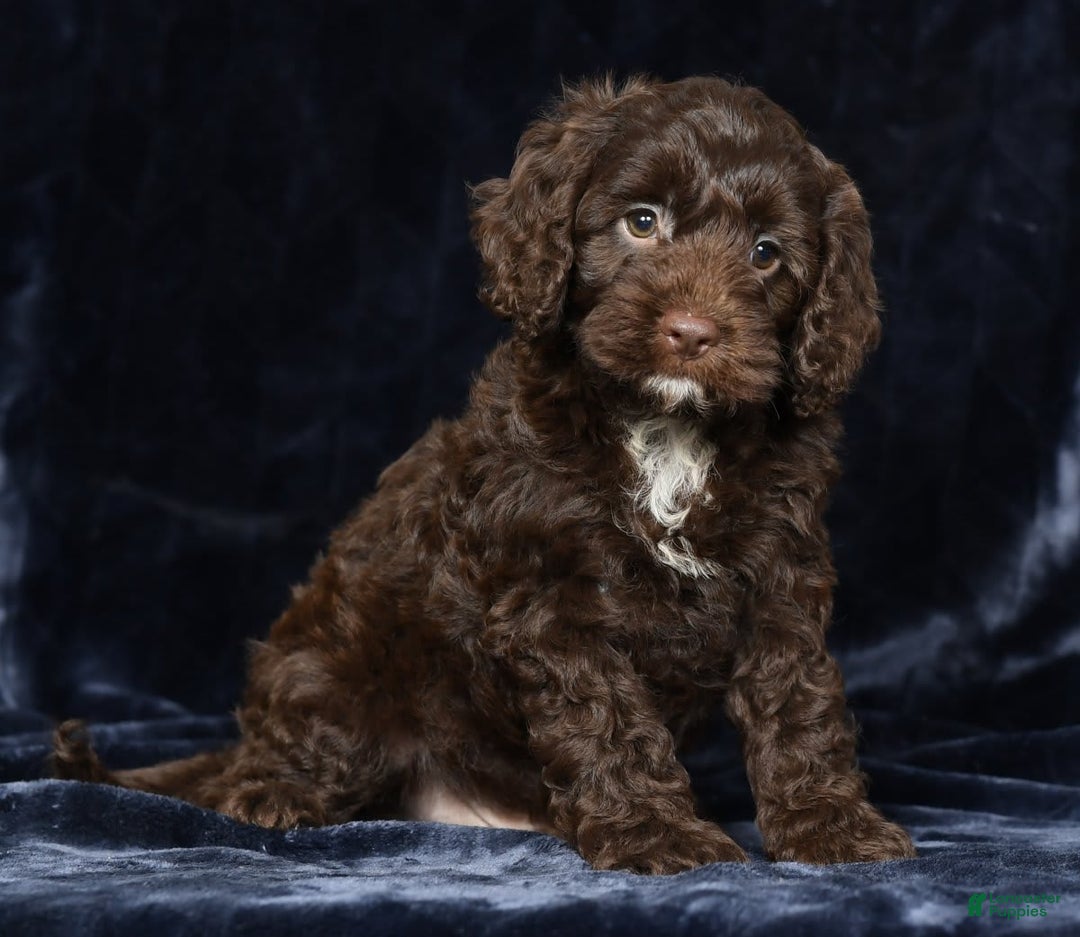 Cavapoo dogs for sale: Joey - Image 2