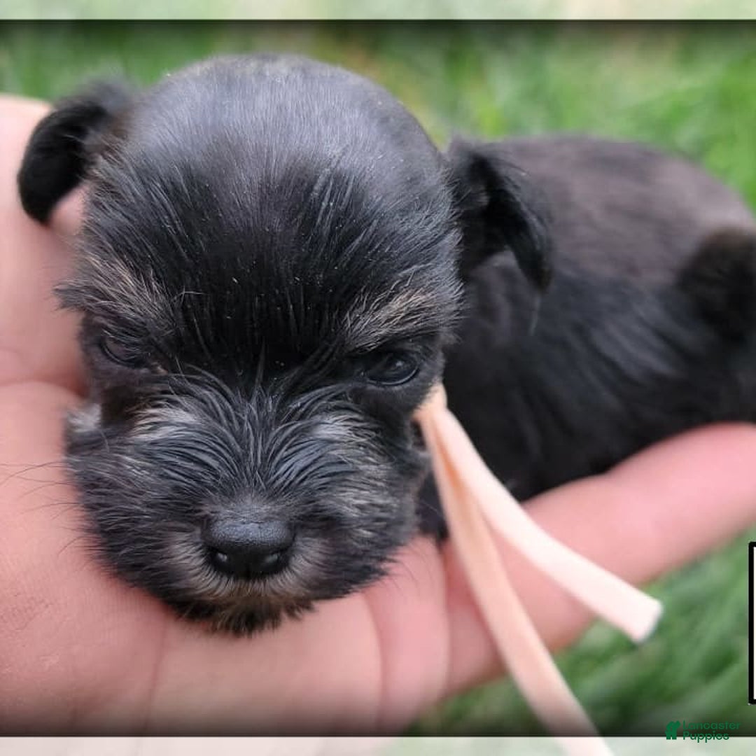 Miniature Schnauzer dogs for sale: Fern - Image 12