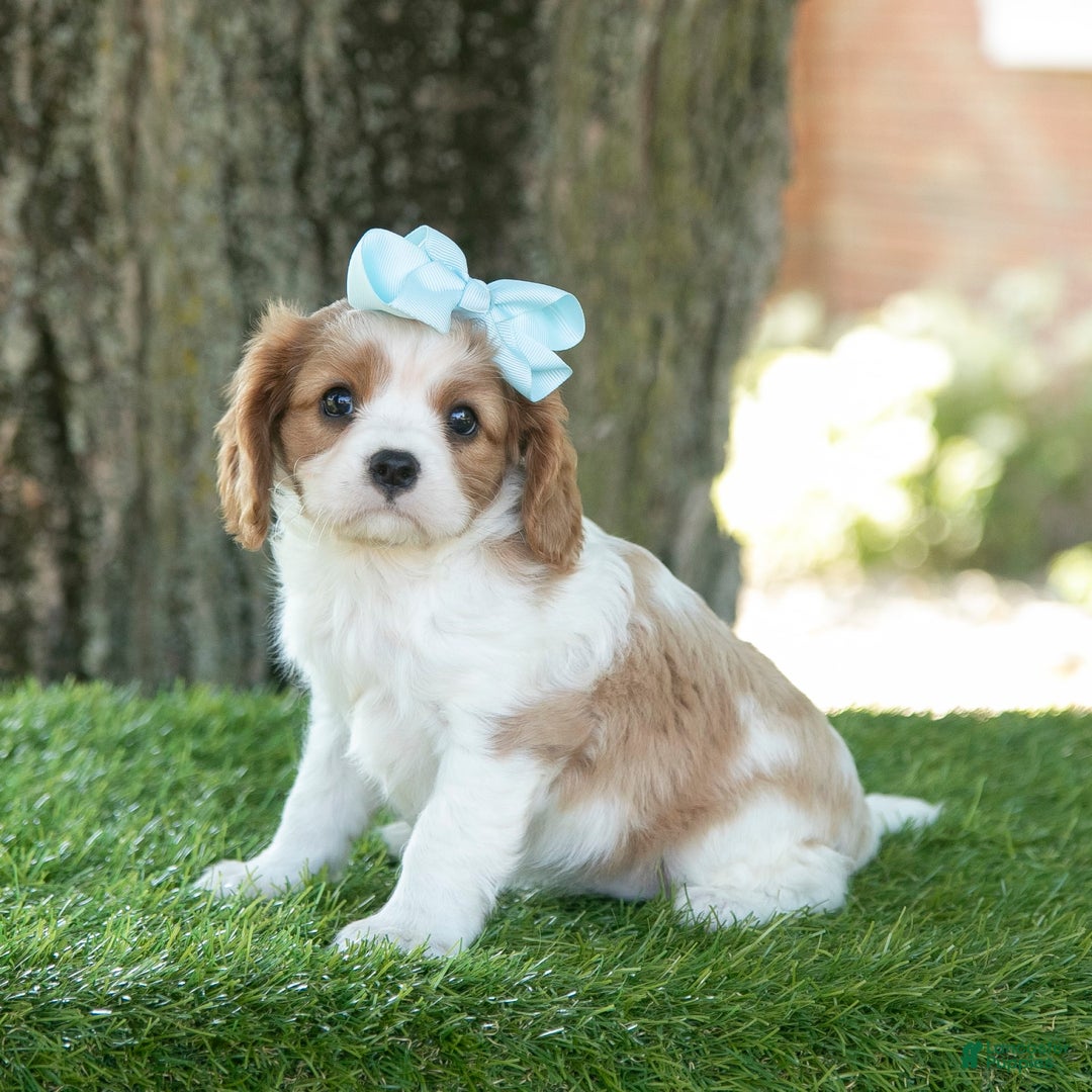 Cavalier King Charles Spaniel dogs for sale: Sasha - Image 2