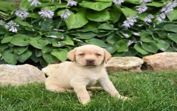 Labrador Retriever dogs for sale: Elsa - Image 5