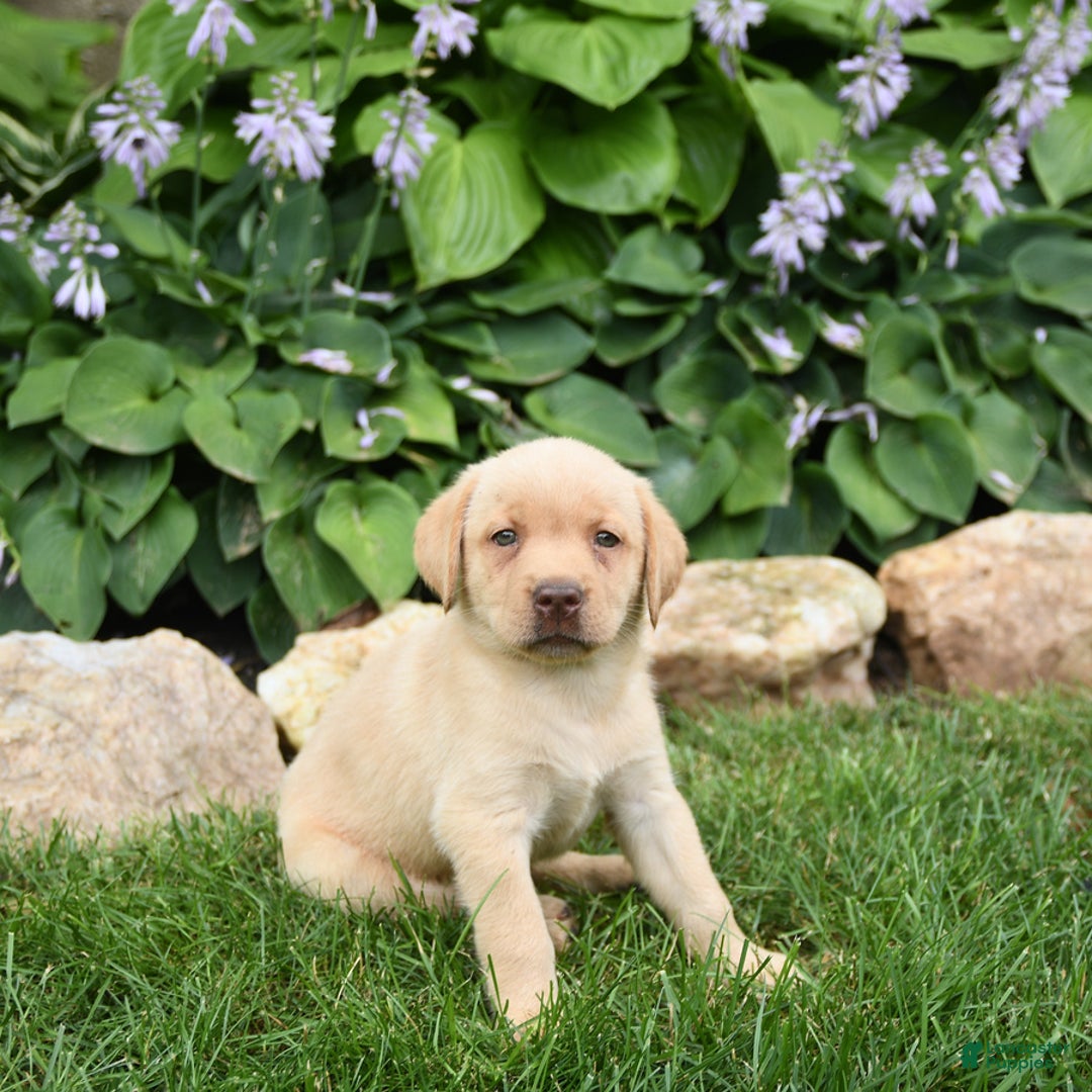 Labrador Retriever dogs for sale: Elsa - Image 5