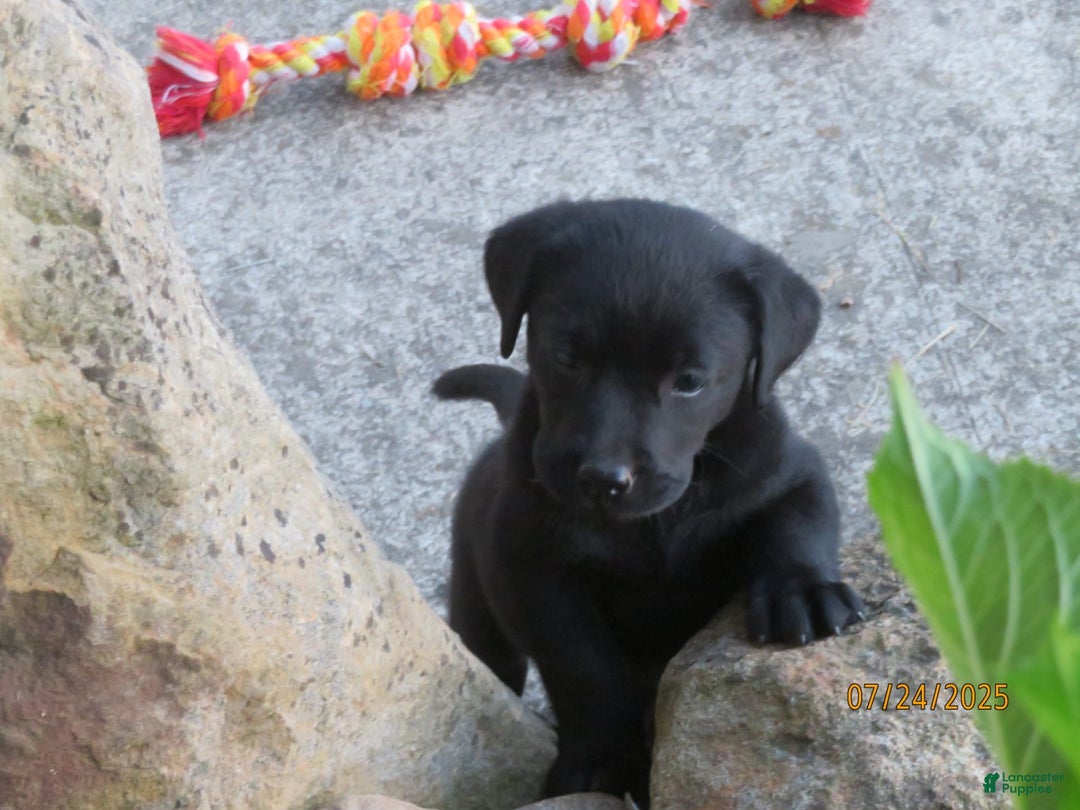 Labrador Retriever dogs for sale: Sophia - Image 2